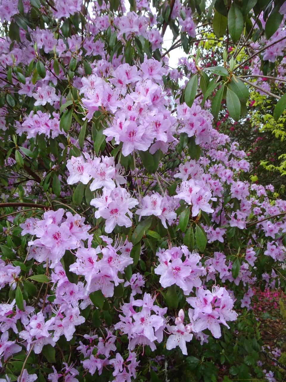 R. yunnanense 'Mrs Maginnis'